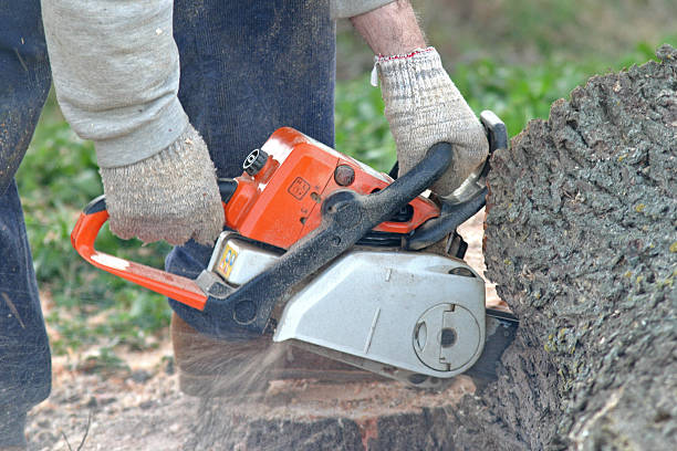 Reliable Franklin, NC Tree Care Solutions